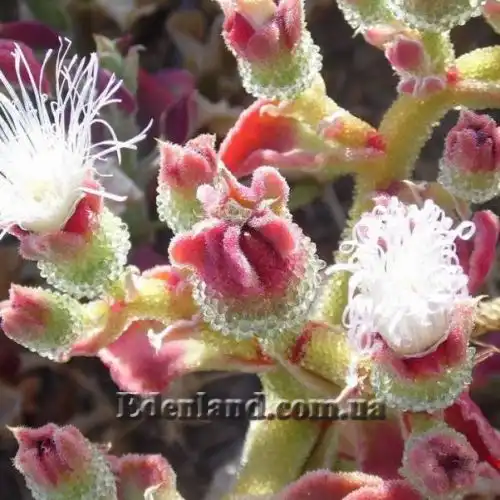 Изображение Мезембриантемум хрустальный - Mesembryanthemum crystallinum