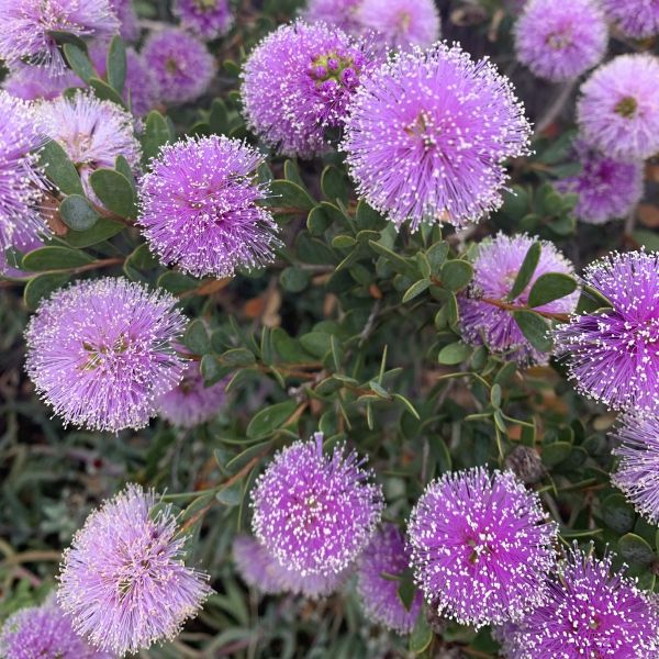 Мелалеука острівна - Melaleuca nesophila