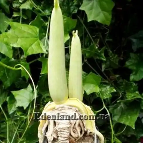 Изображение период покоя взрослый куст