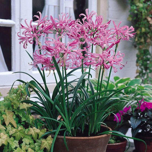 Зображення Неріне хвиляста - Nerine undulata 