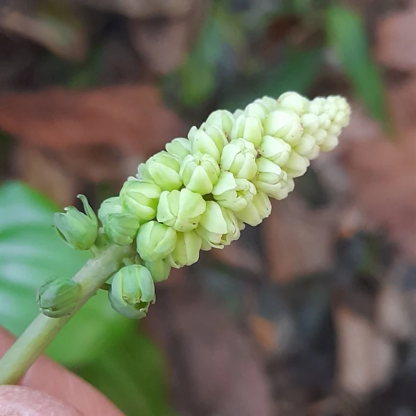 Изображение Дримиопсис пятнистый  - Drimiopsis maculata 