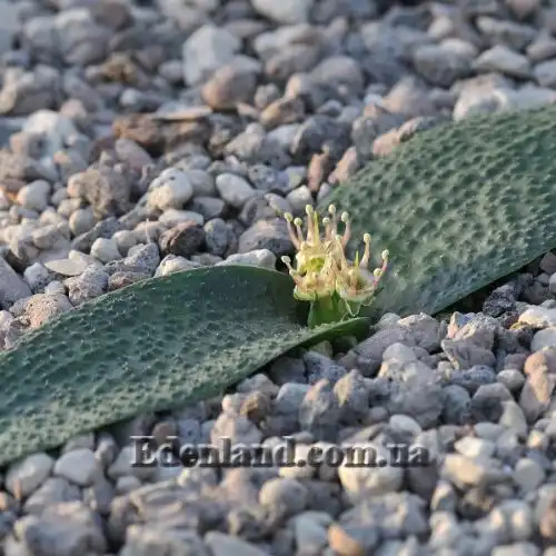 Изображение Массония щетинистая - Massonia echinata