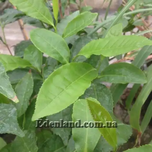 Зображення Камелія китайська, Чайний кущ - Camellia sinensis