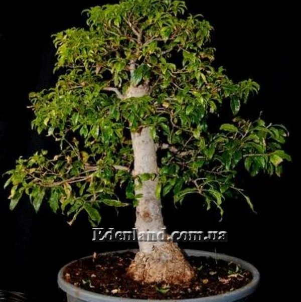 Зображення бонсай