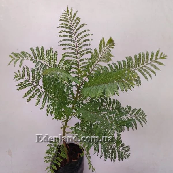 Изображение Жакаранда мимозолистная - Jacaranda mimosifolia