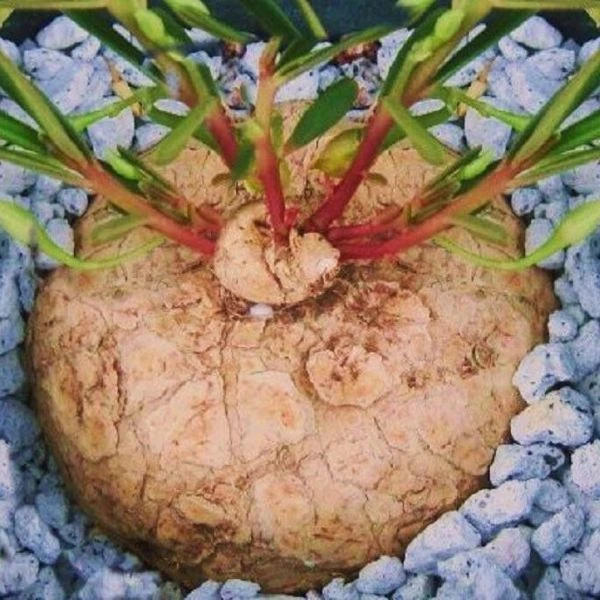 Зображення Талінум кафрський - Talinum caffrum  