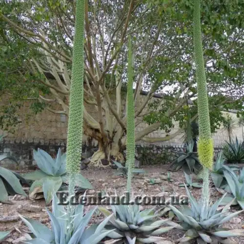 Изображение Агава Гуиенгола - Agave guiengola