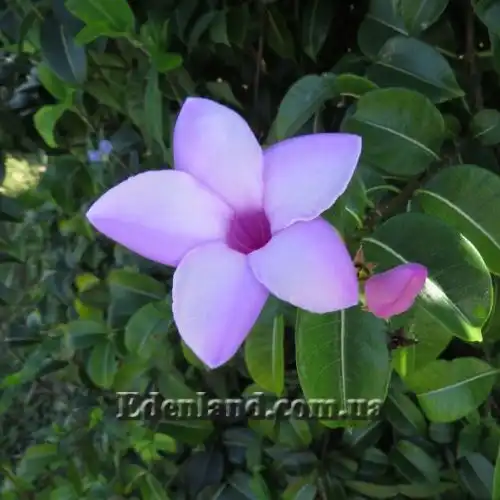 Зображення Криптостегія великоквіткова - Cryptostegia grandiflora