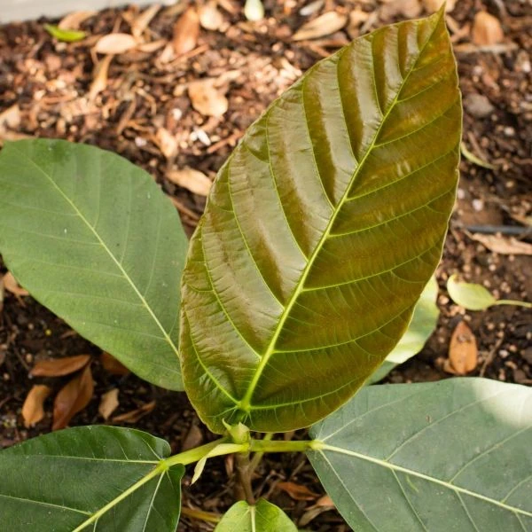 Изображение Фикус Бруса - Ficus brusii 