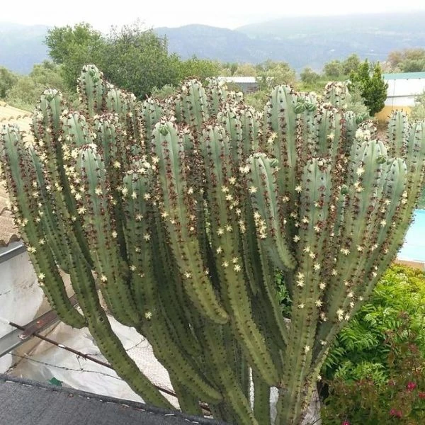 Зображення Міртилокактус геометричний - Myrtillocactus geometrizans 