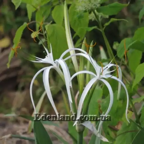 Изображение цветение