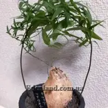 Зображення Цифія льоноподібна - Cyphia linarioides