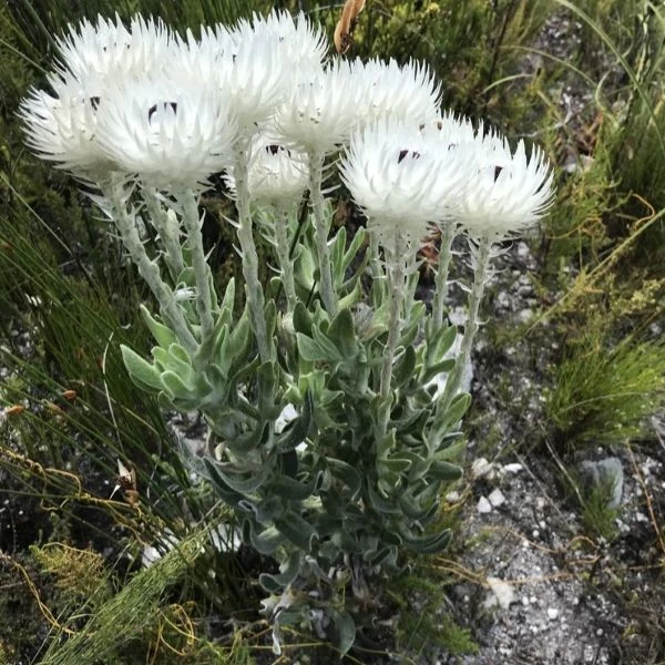 Изображение Синкарфа одетая  - Syncarpha vestita 