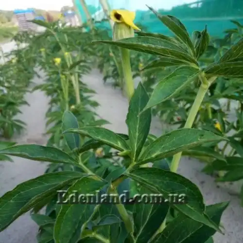 Зображення Арізема жовта - Arisaema flavum