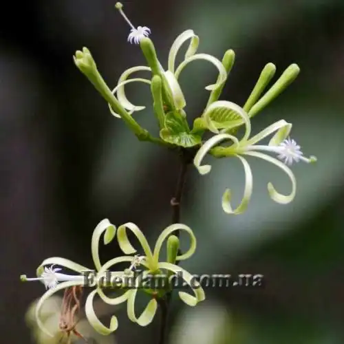 Турея рясно квітуча - Turraea floribunda