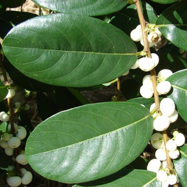 Зображення Флюгея отруйна - Flueggea virosa 