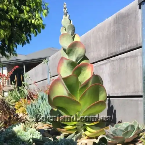 Изображение Каланхоэ Лусия - Kalanchoe luciae