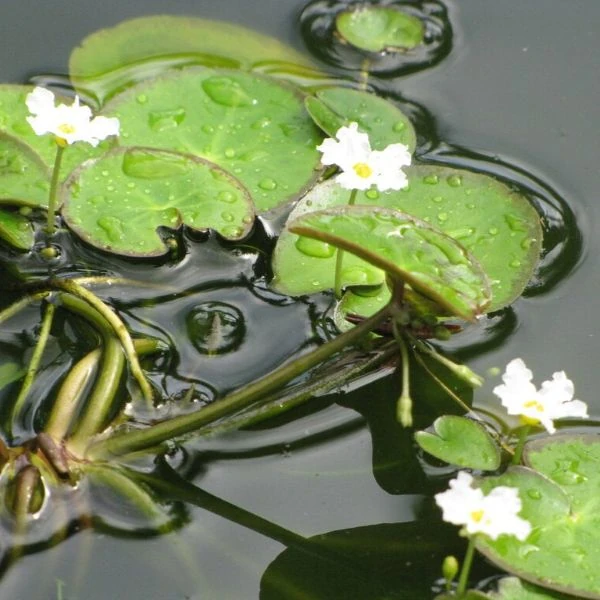 Изображение Нимфоидес водный - Nymphoides aquatica 