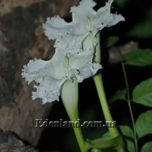 Изображение Долихандрона мелкопильчатая - Dolichandrone serrulata