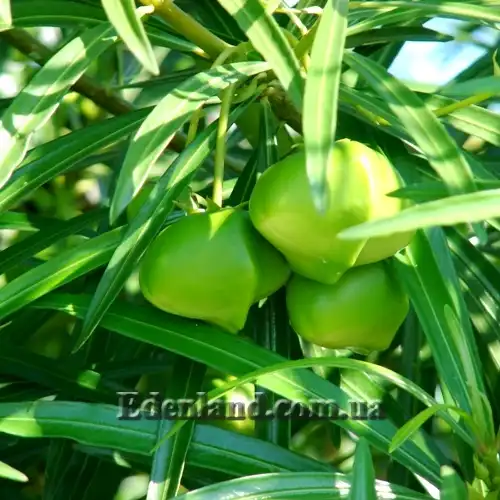 Изображение зеленые плоды