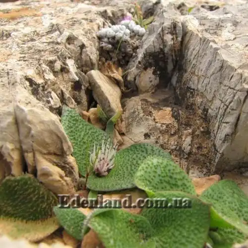 Изображение Массония щетинистая - Massonia echinata