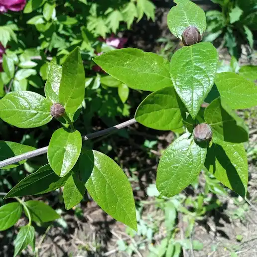 Изображение бутоны