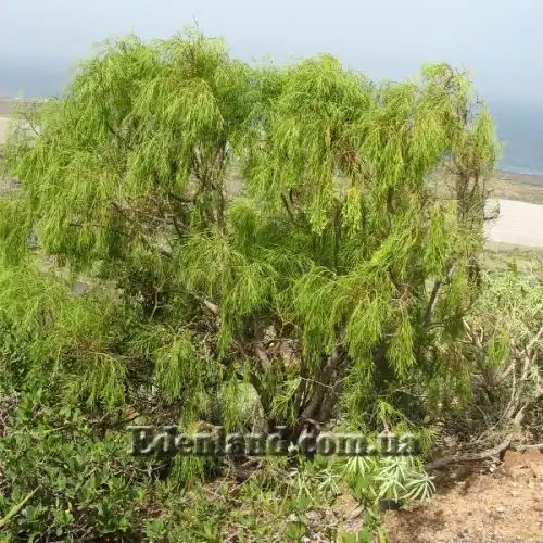 Изображение Плокама повислая - Plocama pendula