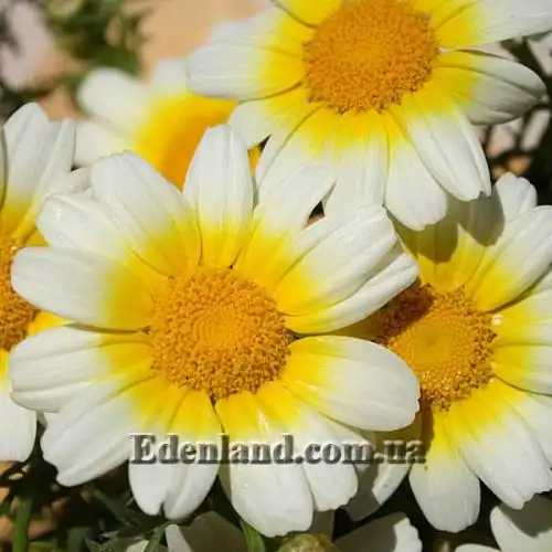 Зображення Хризантема увінчана або овочева - Chrysanthemum coronarium