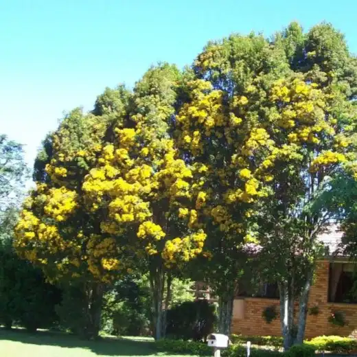 Изображение Талеропия Квинслендская  - Thaleropia queenslandica