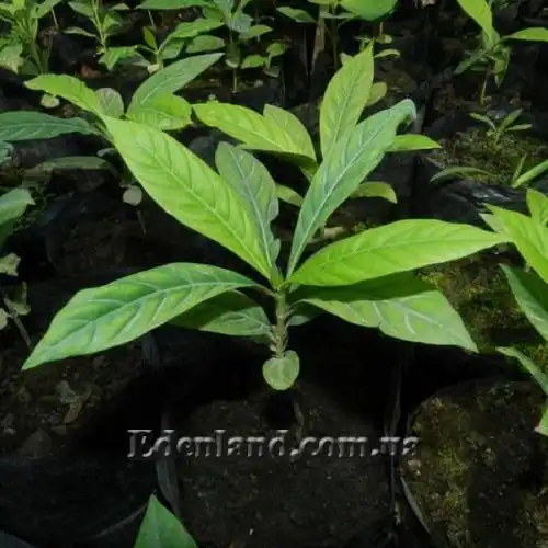 Изображение Бороджо Патиньо - Borojoa patinoi