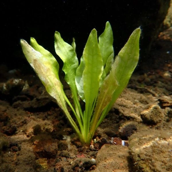 Зображення Оттелія частухоподібна - Ottelia alismoides 