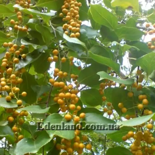 Изображение Целаструс метельчатый - Celastrus paniculatus