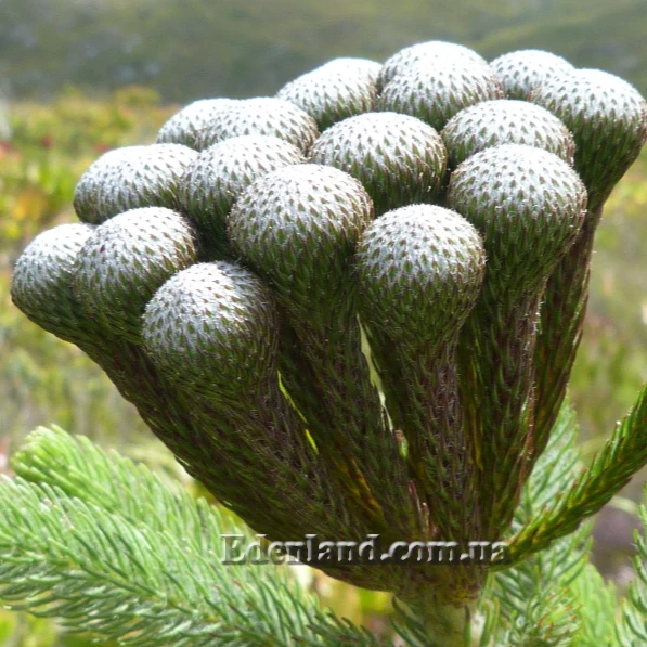 Изображение шаровидные соцветия