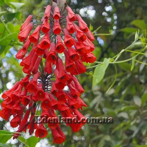 Изображение Бомарея многоцветковая  - Bomarea multiflora