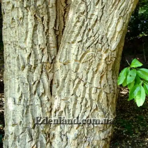 Изображение Оксидендрум древовидный - Oxydendrum arboreum