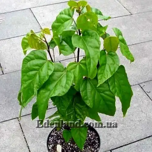 Изображение Бикса Орельяна - Bixa orellana red