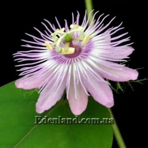 Изображение Пассифлора вонючая (гибискусолистная) - Passiflora foetida v.hibiscifolia