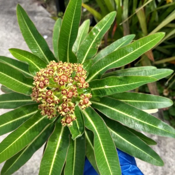 Зображення Молочай (Єуфорбія) медоносний - Euphorbia Mellifera