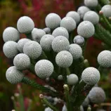 Изображение Бруния гладкая  - Brunia laevis