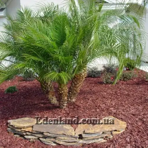 Зображення Фінік Робелена - Phoenix roebelenii