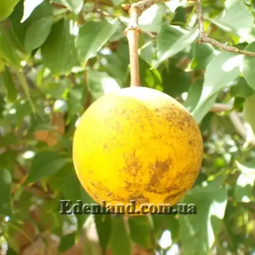 Изображение Кратева священная - Crateva religiosa