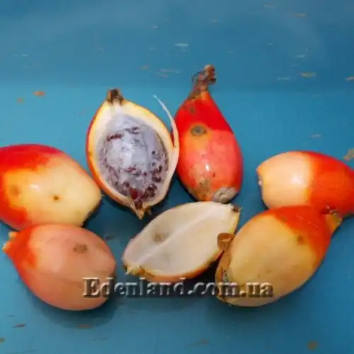 Изображение Афрамомум бело-фиолетовый - Aframomum alboviolaceum