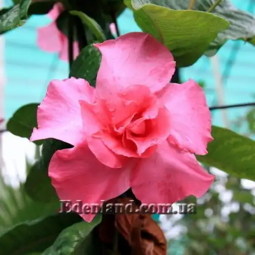 Изображение Мандевилла приятная - Mandevilla amabilis 