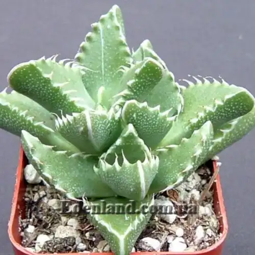 Изображение Фаукария тигриная - Faucaria tigrina 