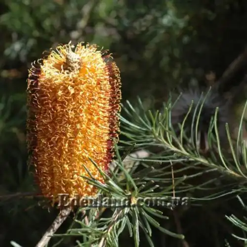 Изображение Банксия колючая - Banksia spinulosa