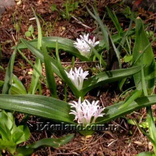 Изображение Лахеналия мечелистная - Lachenalia ensifolia