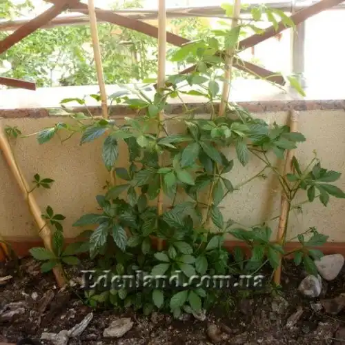 Изображение Гиностемма пятилистная - Gynostemma pentaphyllum