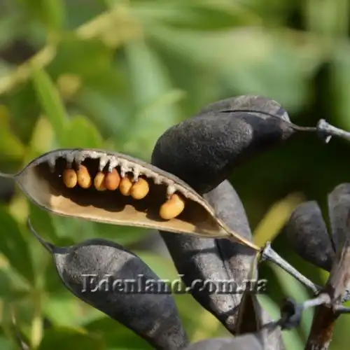 Изображение Баптизия южная - Baptisia australis 