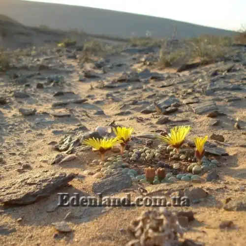 Изображение Фенестрария Булаволистная - Fenestraria rhopalophylla subsp. aurantiaca