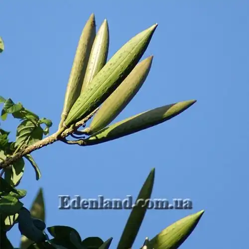 Изображение Спатодея колокольчатая - Spathodea campanulata